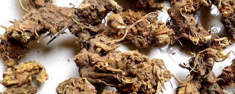 射干一亩地鲜货产量 射干亩产鲜品是多少斤