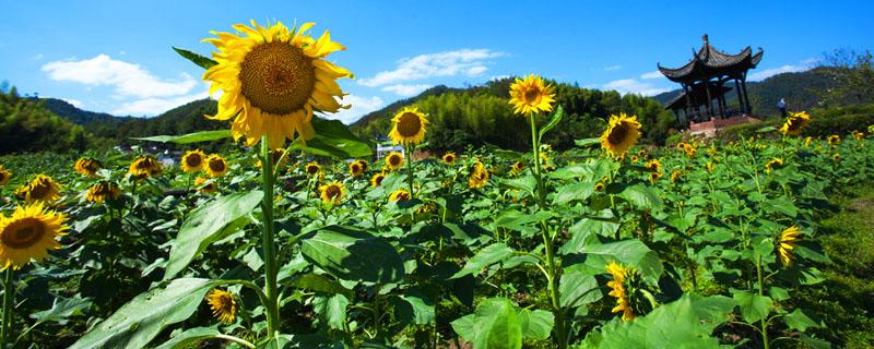 葵花籽种植时间和方法（葵花籽的种植技术）