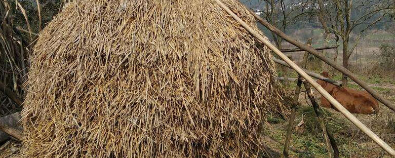 稻草能加工成什么产品 稻草能做成什么