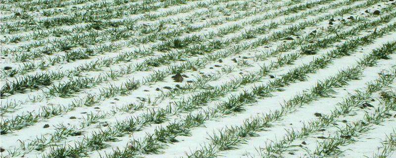 下雪对麦子有影响吗 大雪对麦子的影响