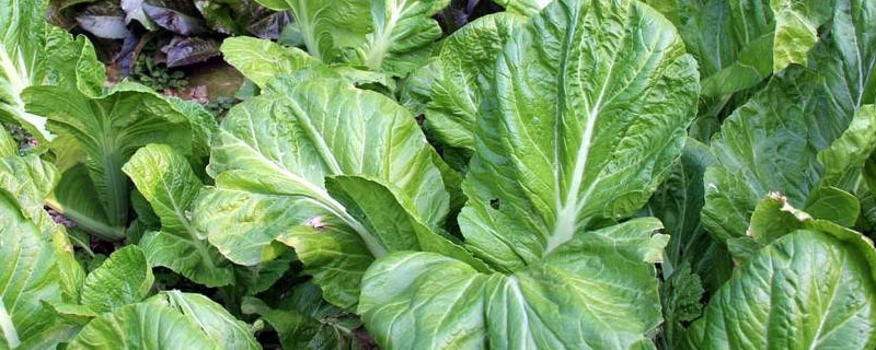 吡虫啉喷青菜几天可吃 吡虫啉喷青菜7天能吃吗