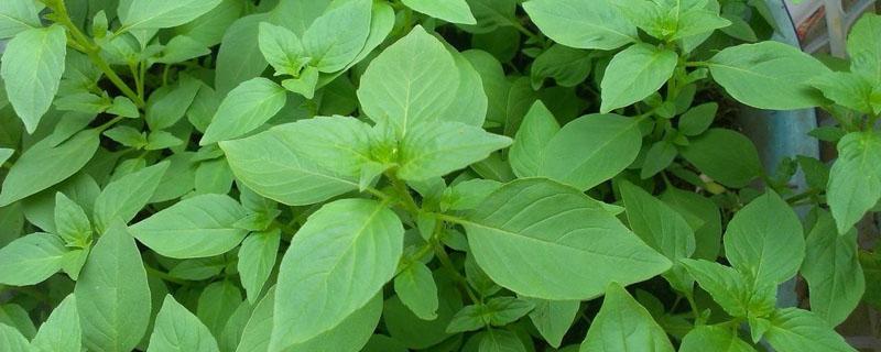 大叶荆芥种植的时间和方法 荆芥种植技术和种植时间