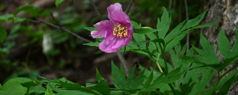 4年赤芍的亩产量（4年赤芍亩产多少斤）