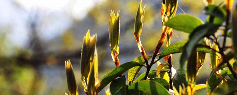 老鹰茶树的栽培技术（老鹰茶树介绍）