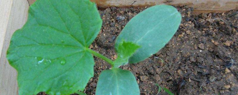 黄瓜苗不长怎么办 黄瓜苗不壮怎么办