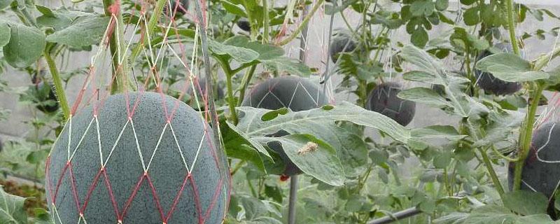 大棚种植8424西瓜行株距多少（8424大棚西瓜株距栽多远）