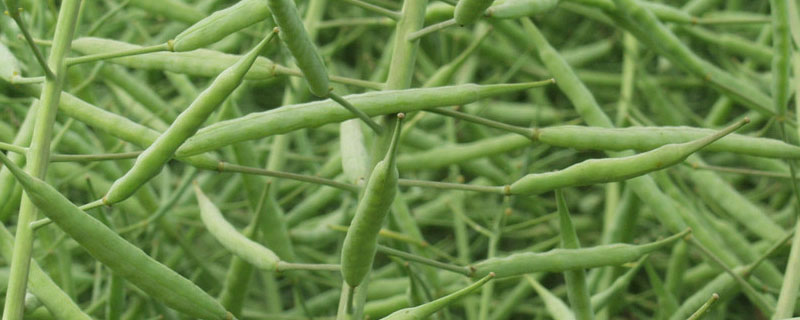 菜籽壳可以当肥料吗 菜籽壳打碎能代替饲料吗