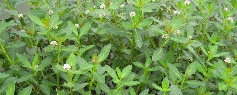 专杀水花生草烂根的除草剂（水花生草用什么除草剂能根除）