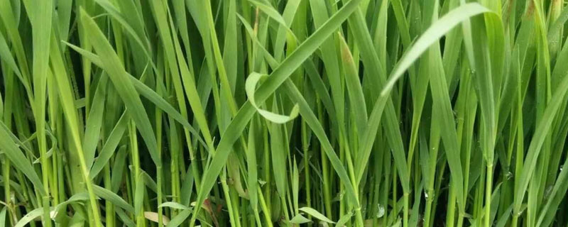 秧苗白叶是什么回事 秧子叶子白了是什么原因