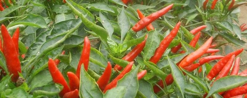 朝天椒种植株距行距（朝天椒的种植株距和行距）