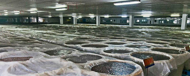 如何开办松花蛋加工厂（松花蛋加工工艺流程）