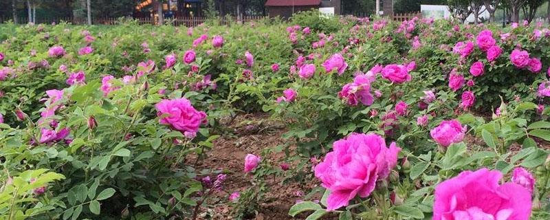 买月季花苗在哪里买（哪里可以买到月季花幼苗）