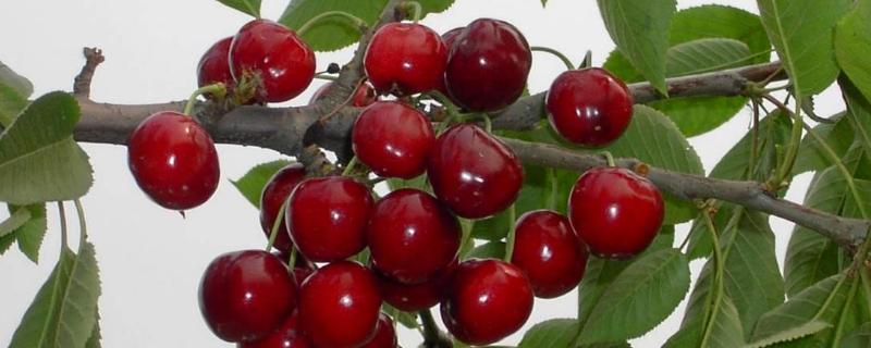 遂宁樱桃基地在哪里 遂宁桃子基地