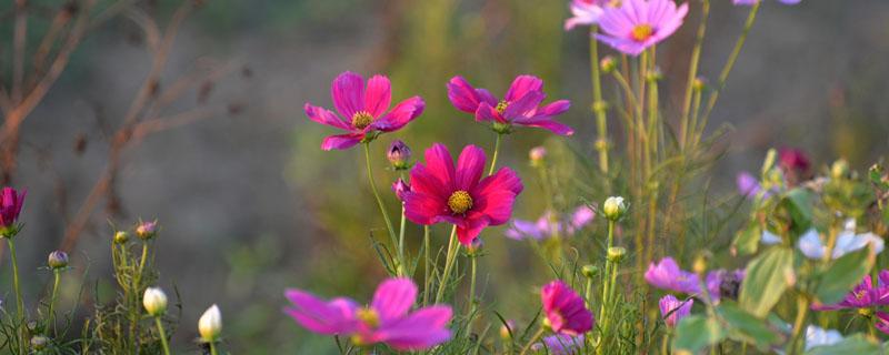 波斯菊种植记录全过程（波斯菊生长过程记录）