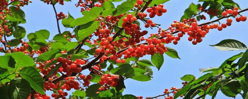 樱桃裂口是打药打多了吗? 樱桃裂果打什么药