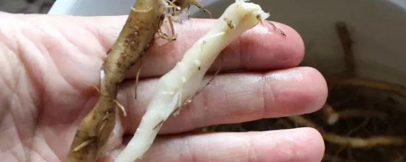 华花苗根又叫什么名字 花的苗叫什么