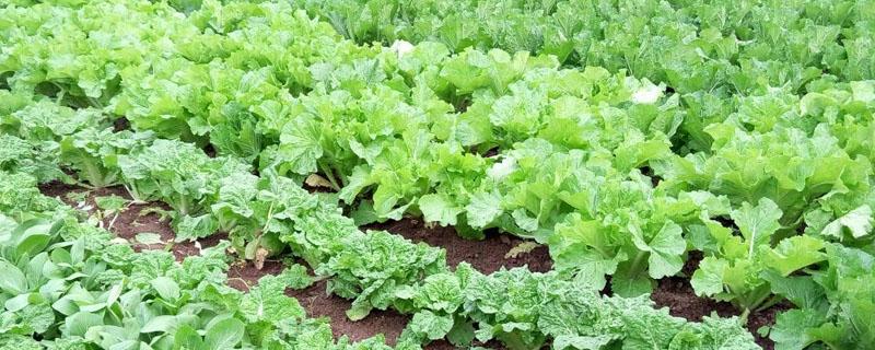 天脊硝酸磷肥肥效多久 天脊硝酸磷肥的肥效是多长时间