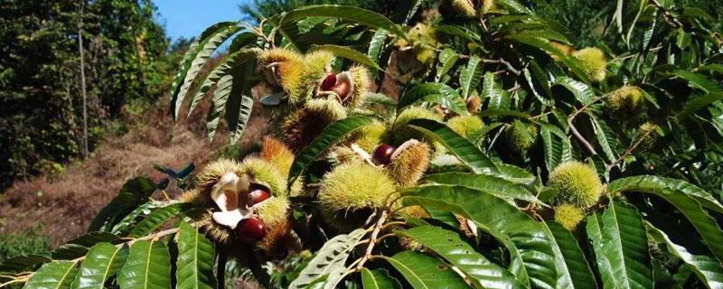 望谟县板栗种植的有利条件