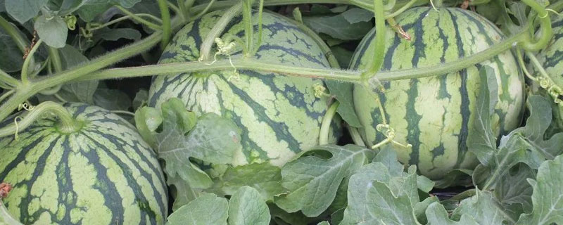 吡虫啉10克兑多少水(10%吡虫啉兑水比例)