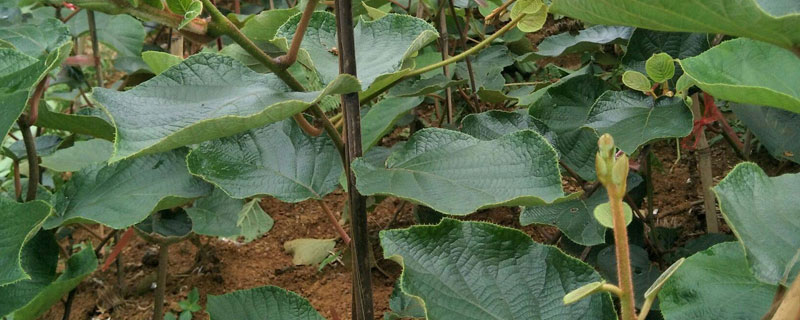 猕猴桃嫁接苗一棵能结果吗 嫁接的猕猴桃树一棵能结果吗