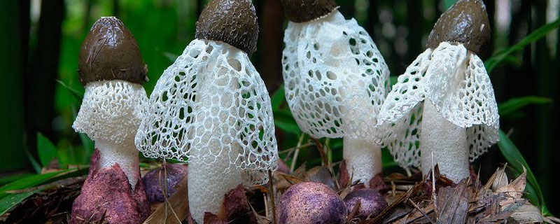 一亩地能种出几斤竹荪