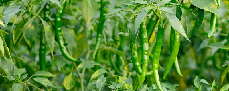 辣椒的常见病害图谱及防治 辣椒各种病害图片及防治 图解