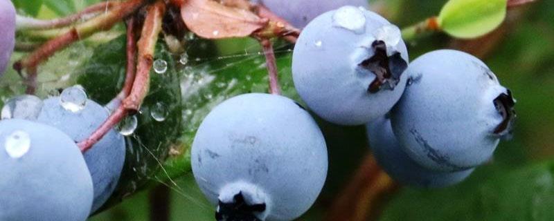 硫酸亚铁在蓝莓中的使用方法 蓝莓硫酸亚铁怎么用