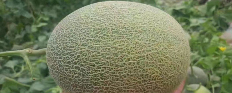 瓜果蔬菜用什么消毒液浸泡消毒 瓜果蔬菜用什么消毒液浸泡消毒?