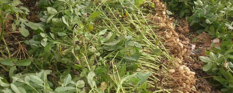 花生怎样种才能出苗快又高产（怎样种花生高产又结实）