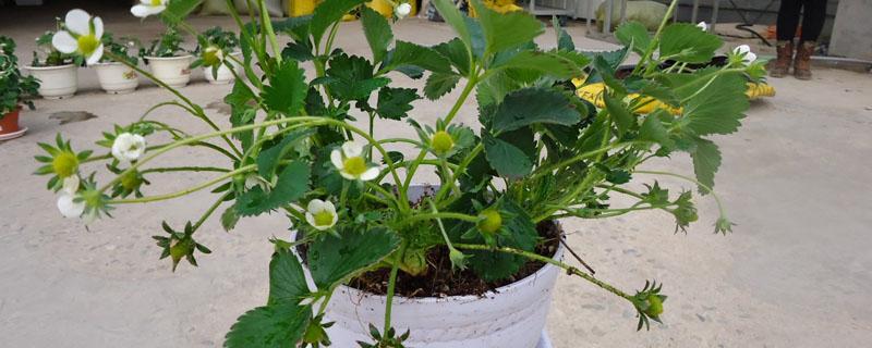 芒果皮可以沤花肥吗 芒果皮可以做肥料养花吗