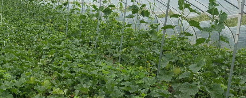 吊蔓甜瓜株距是多少 吊蔓甜瓜株行距