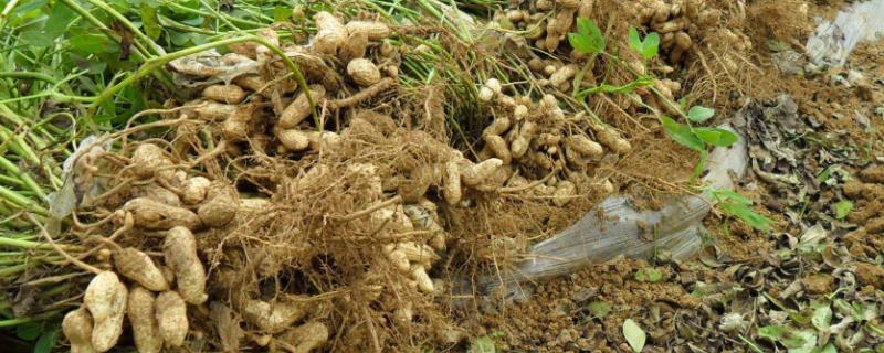 拌花生种的药毒性大吗（拌花生种子的药毒性大吗）