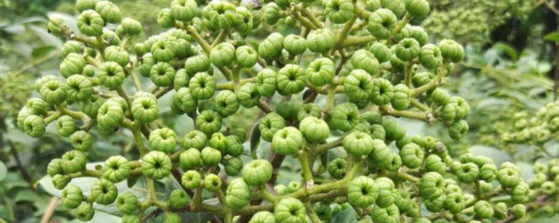 吴茱萸几斤鲜晒一斤干（吴茱萸多少一市斤）