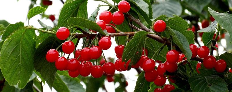 绛县樱桃基地在哪里 山西绛县史村樱桃基地