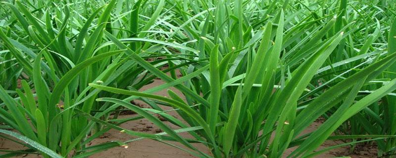 韭菜麦子分不清