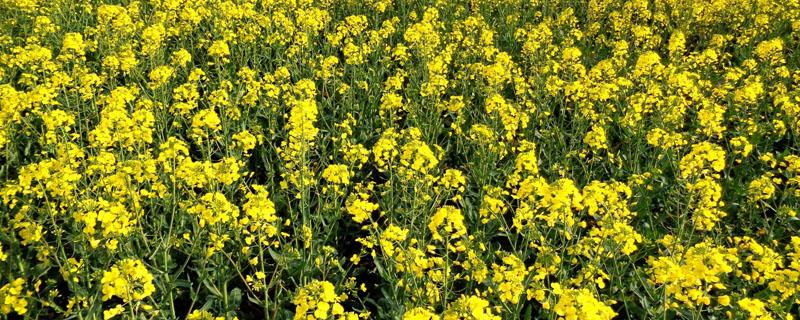 菜油是什么时候种植的（油菜何时种植）