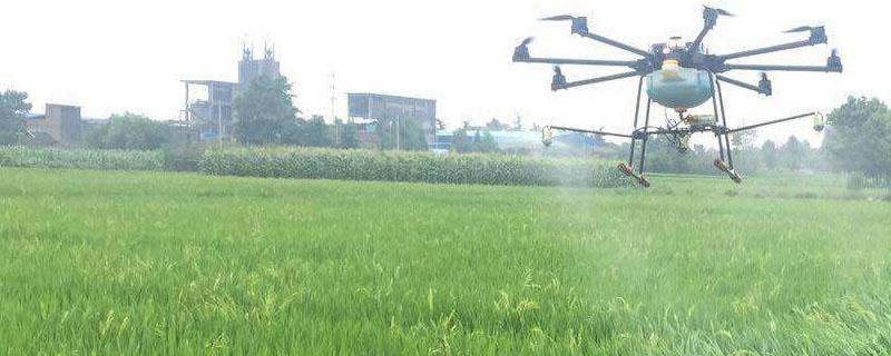 水稻秧苗青枯病发病原因 水稻青枯病是什么原因引起的