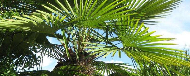 农杆菌为什么不能感染单子叶植物（农杆菌为什么不能感染单子叶植物的叶脉）