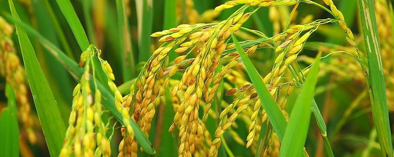 多酮和多菌灵一样吗 三唑酮和多菌灵一样吗