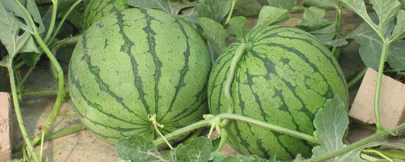 西瓜喷施米醋的方法（西瓜可以喷醋吗）