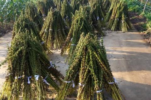 芝麻种植行距和株距