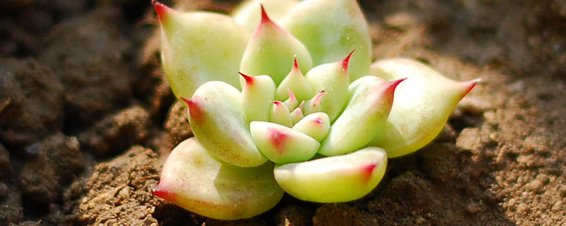 美乐棵通用型怎么用（美乐棵通用型和花卉型）