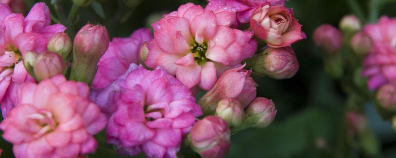 磷肥可以兑水浇花吗 磷肥怎么浇花