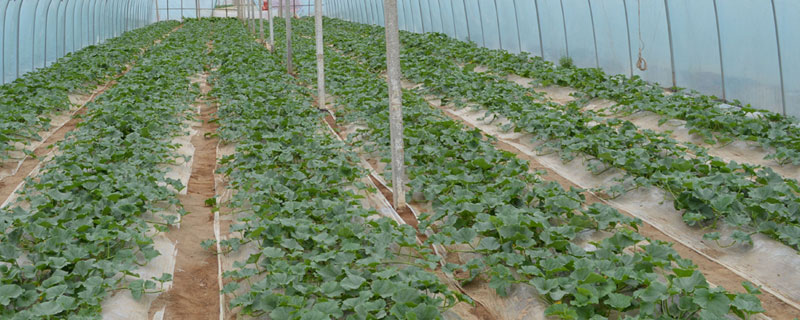 育苗盖薄膜什么时候打开 种子育苗为什么要盖薄膜