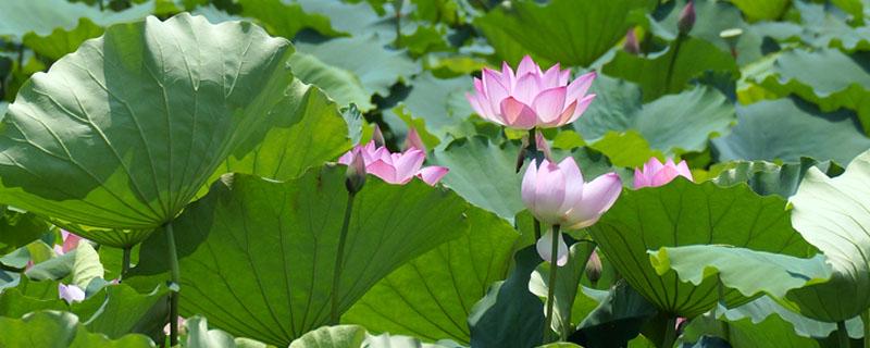 一亩田要多少藕种苗（一亩田能种多少藕）