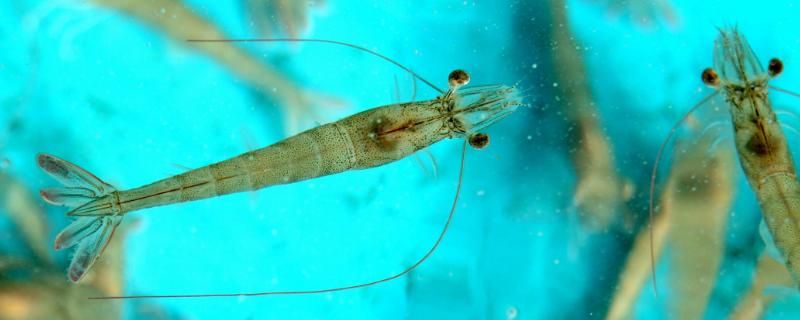 大蒜素在水产禁忌（水产用大蒜素使用说明）