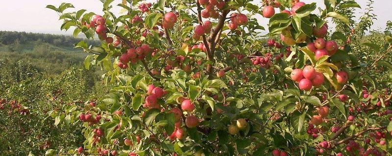 乳油农药注意事项 乳油类型的农药可以用于什么方法施药