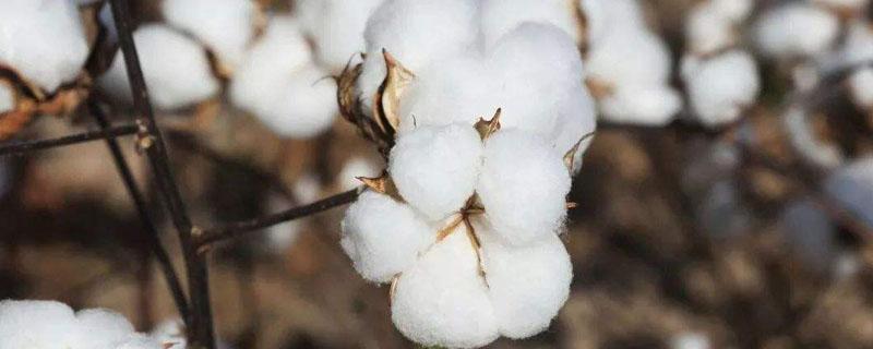 南亚的棉花主要分布在哪里（南亚棉花主要分布在什么地区）