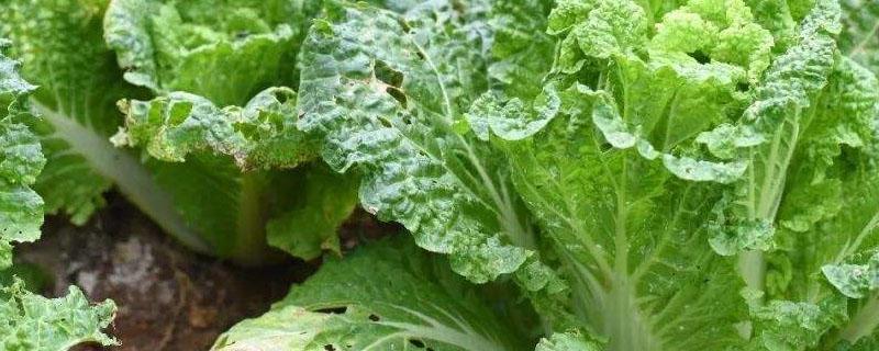 施复合肥多久才可摘菜 复合肥施了隔天可以摘菜