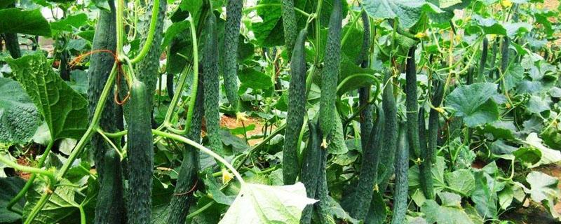 黄瓜最低耐温是多少(黄瓜最低耐温是多少会死)